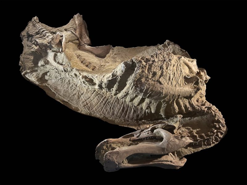 [vía @futuro_360] Descubren en Wyoming una enigmática máscara de arcilla en la piel de un dinosaurio momificado de 66 millones de años