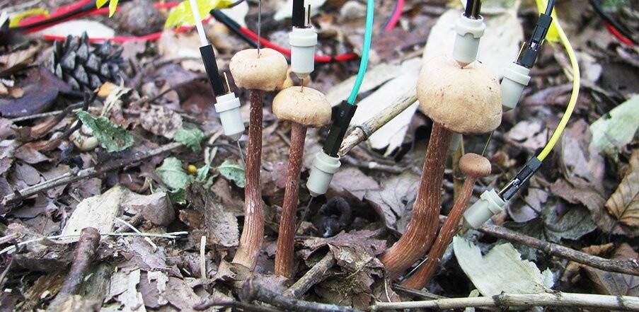 023_mushrooms_and_their_postrain_electrical_conversations_t.jpg