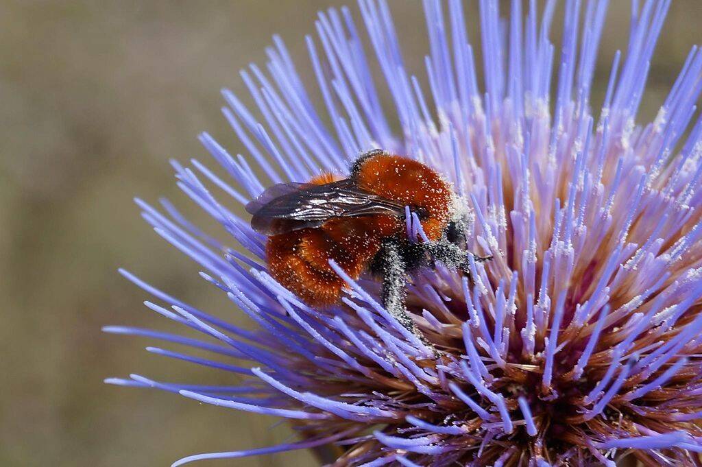 1024px-Bombus_dahlbomii.jpg