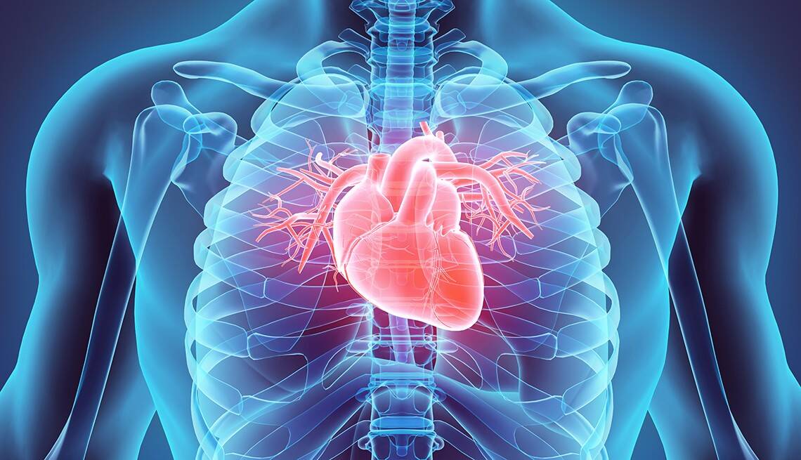 1140-heart-highlighted-diagram-esp.jpg