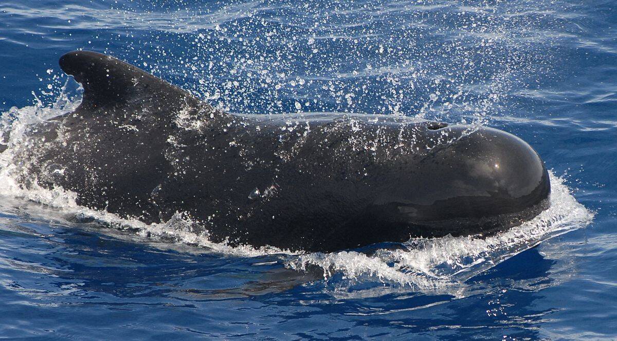 1200px-Pilot_whale.jpg