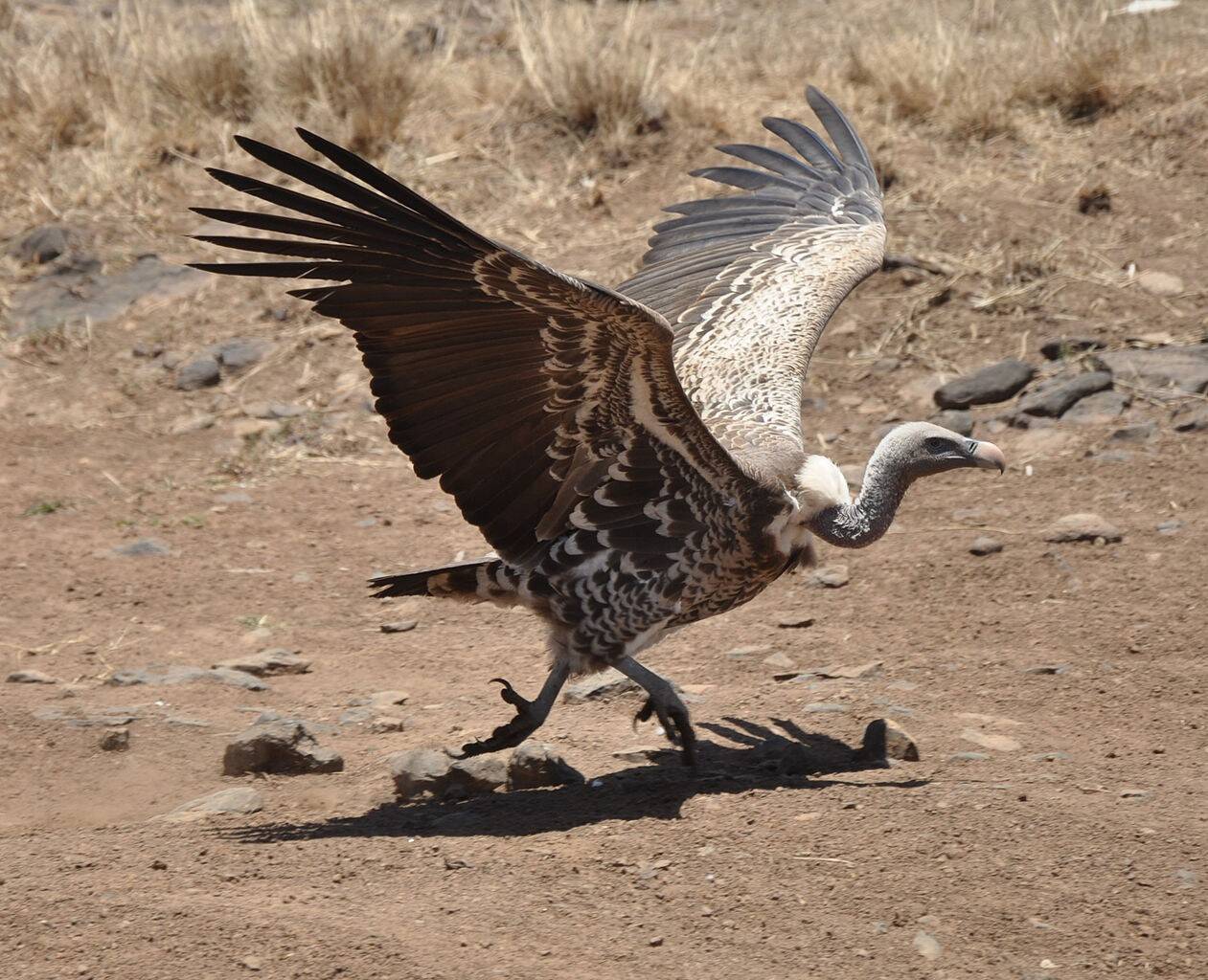 1261px-Gyps_rueppellii_-Nairobi_National_Park_Kenya-8-4c.jpg