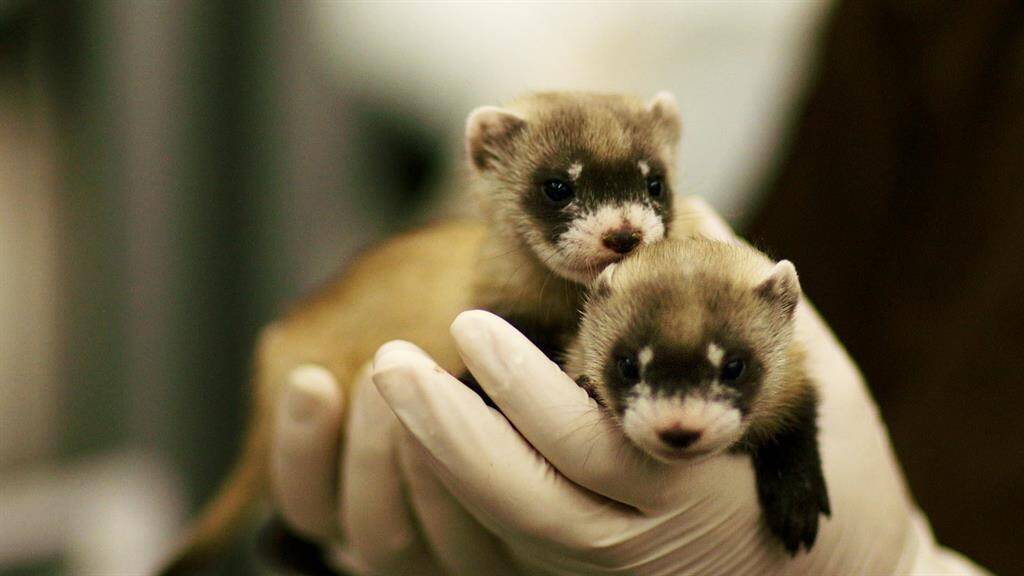 141114-black-footed-ferret-babies-vin_1024x576_358214723506.jpg