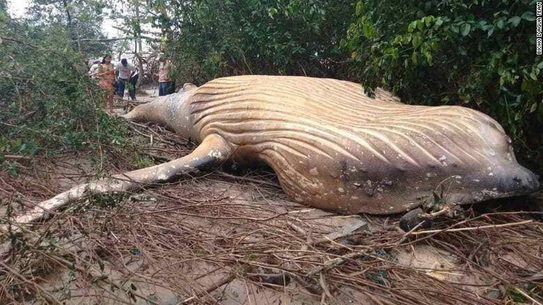 190226182203-03-dead-humpback-whale-brazil-exlarge-169.jpg