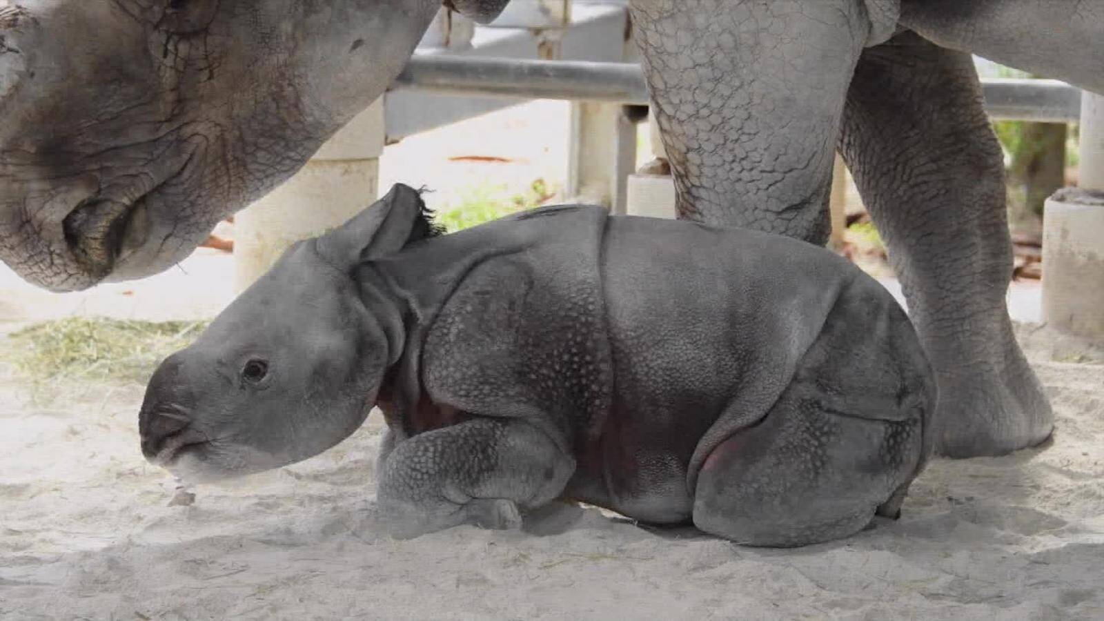 190424222556-baby-rhino-makes-conservation-history-mh-orig-00001012-full-169.jpg