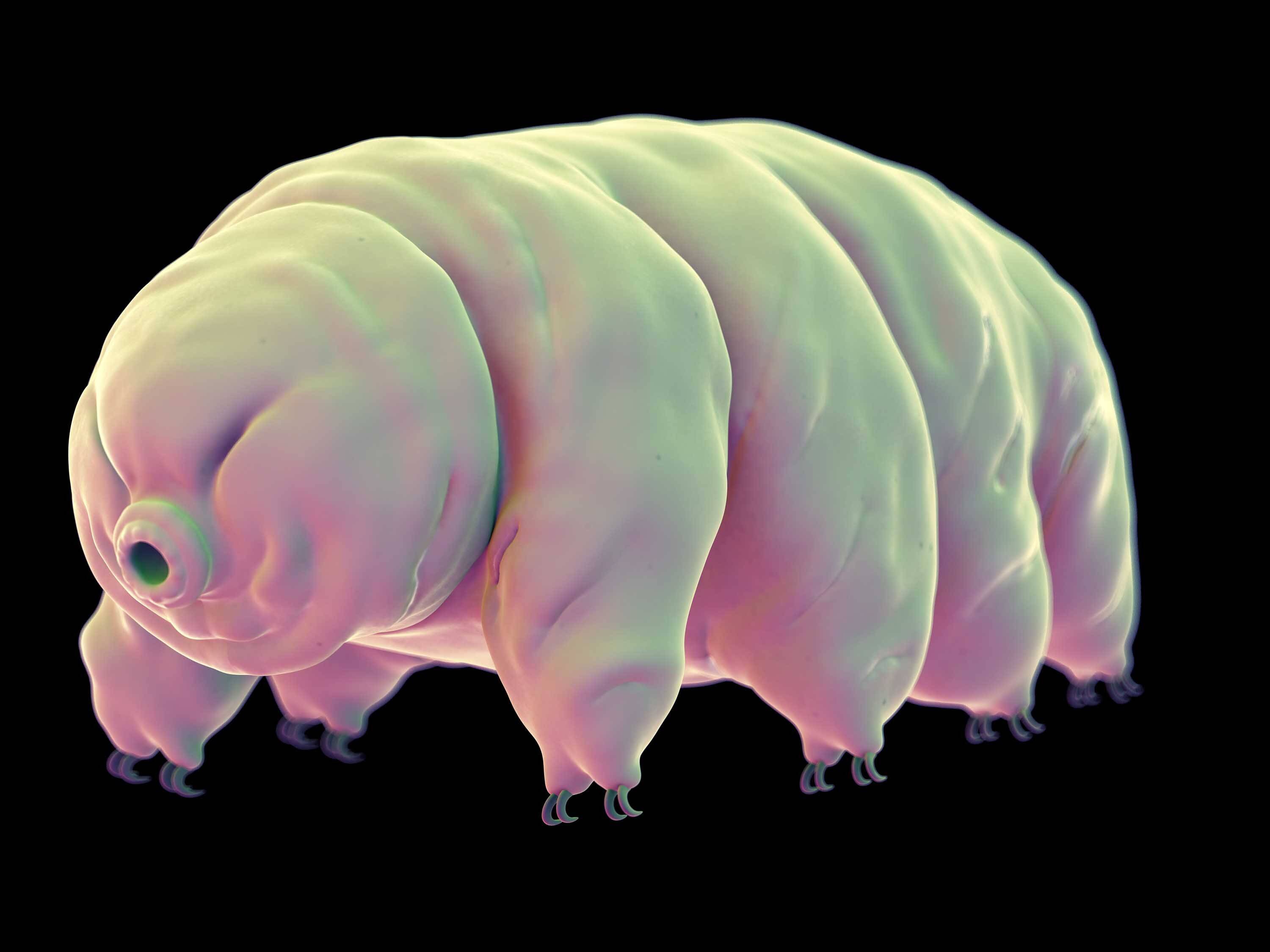 190807144613-02-tardigrade-stock.jpg