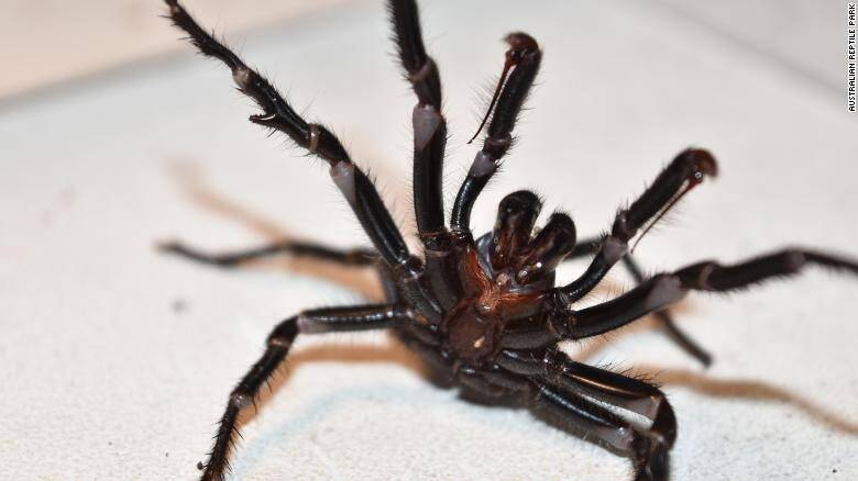 200122114433-australia-funnel-web-spider-2-exlarge-169-araña-CNN.jpg