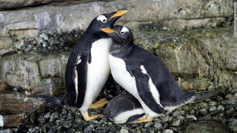 200825122950-01-same-sex-penguins-exlarge-169.jpg