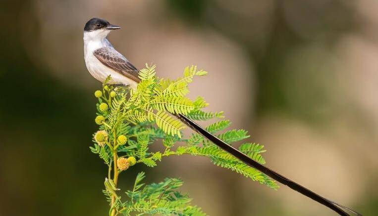 200921150219-restricted-fork-tailed-flycatcher-file-exlarge-169.jpg