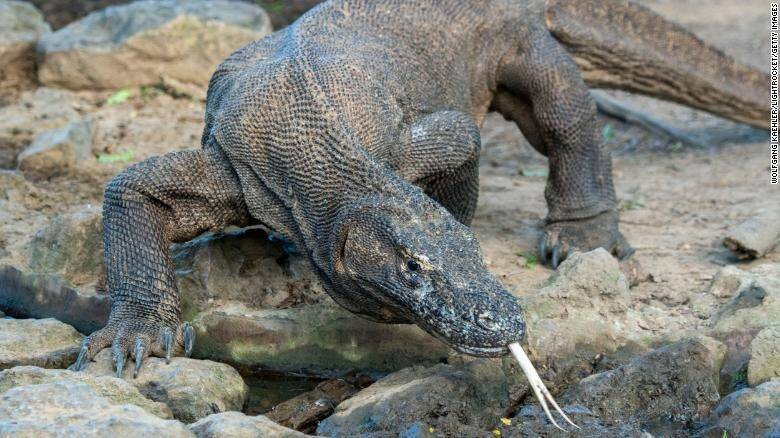 201027064526-restricted-file-komodo-dragon-indonesia-2019-exlarge-169.jpg