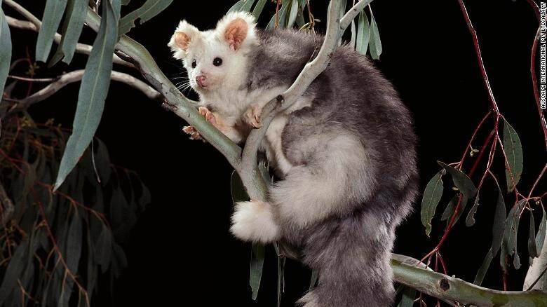 201109005537-greater-glider-australia-file-restricted-exlarge-169.jpg