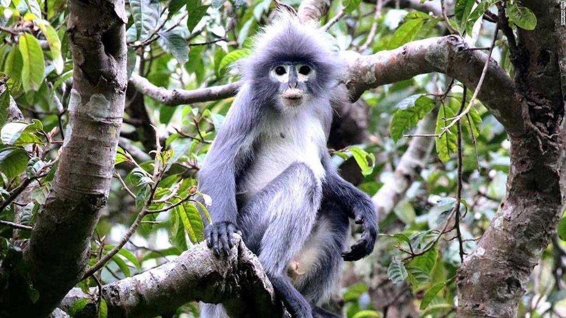 201111105810-01-popa-langur-myanmar-super-tease-1.jpg