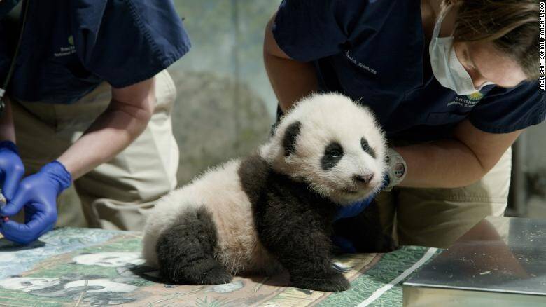 201123095855-national-zoo-baby-panda-name-trnd-exlarge-169.jpg