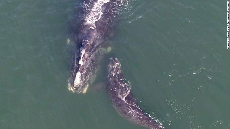 201211215339-02-north-atlantic-right-whale-newborns-trnd-exlarge-169.jpg