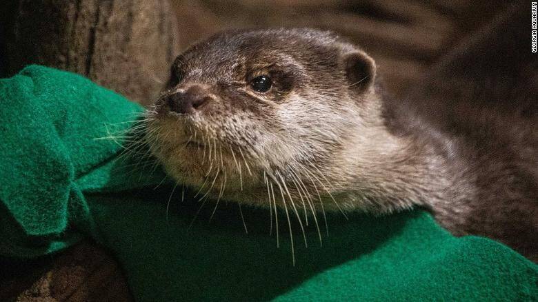 210419162911-georgia-aquarium-otters-covid-19-exlarge-169.jpg