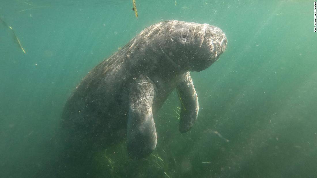 210528121426-04-manatee-deaths-florida-restricted-super-tease.jpg