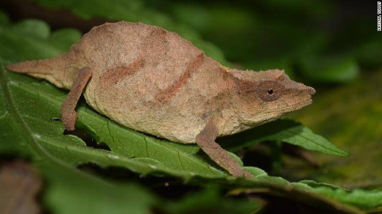 210802152909-01-chapmans-pygmy-chameleon-exlarge-169.jpg