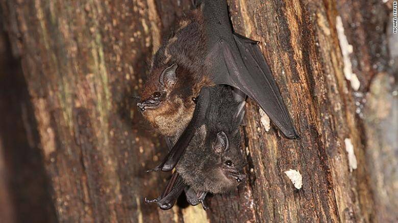 210820111240-saccopteryx-bilineata-bats-exlarge-169-2.jpg