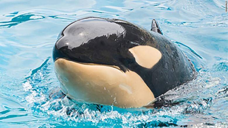 210820122840-01-sea-world-orca-amaya-exlarge-169.jpg