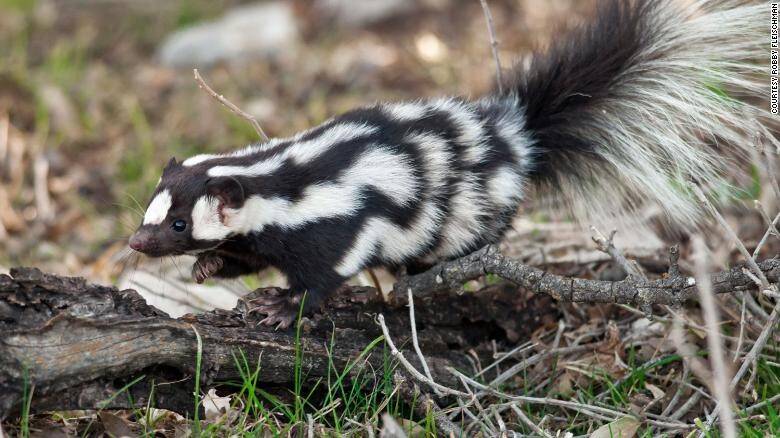 210831142801-01-spotted-skunks-exlarge-169.jpg