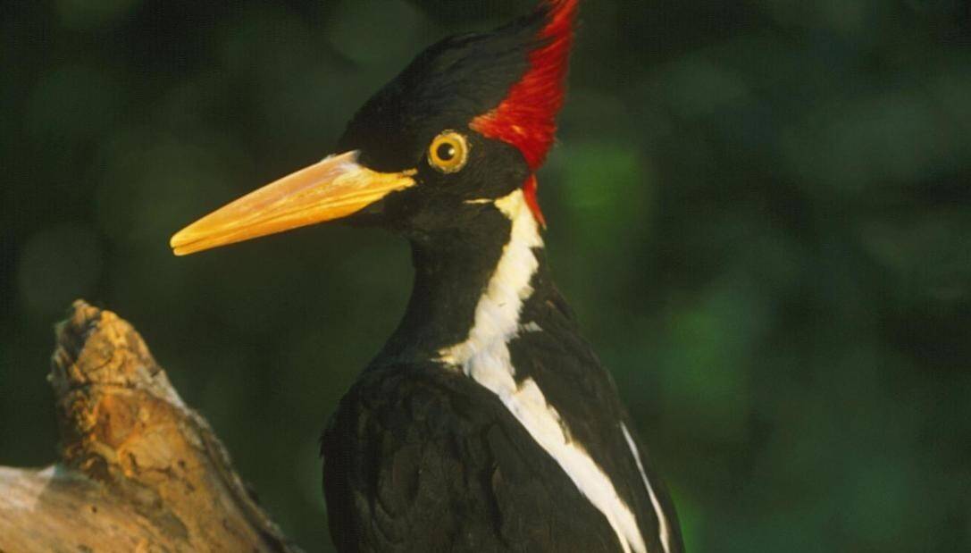 210929075907-01-ivory-billed-woodpecker-file-super-tease.jpg