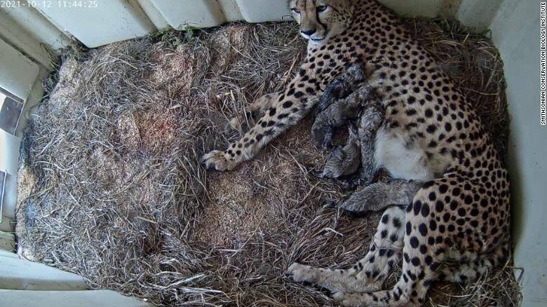 211013134407-smithsonian-zoo-cheetah-cubs-101221-exlarge-169.jpg