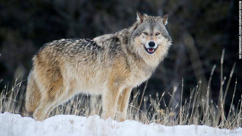 220212131048-gray-wolves-endangered-species-list-exlarge-169.jpg