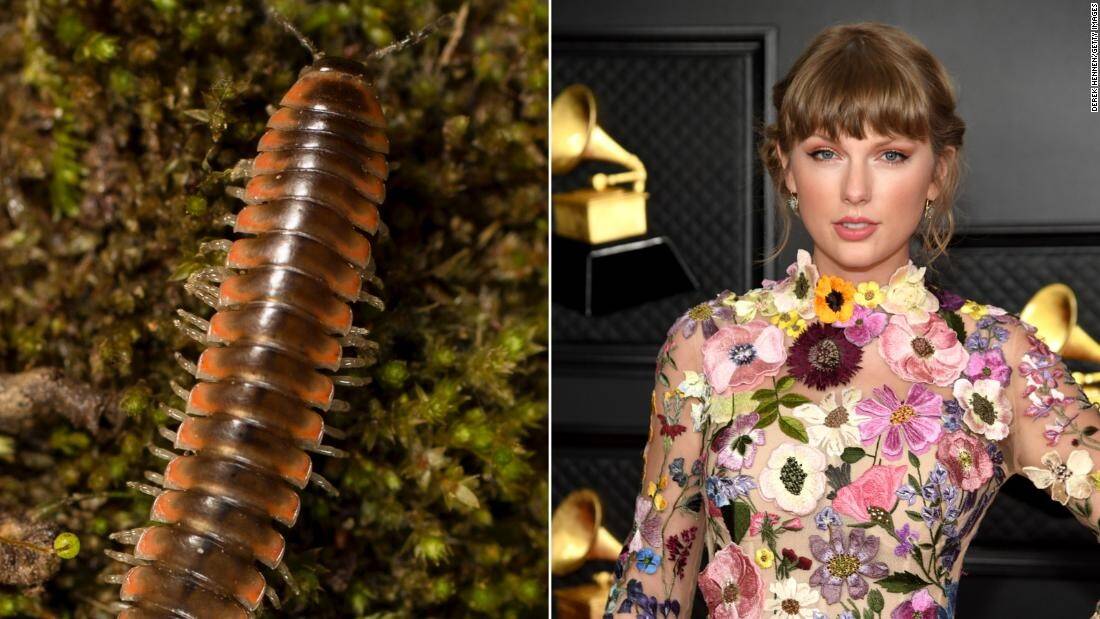 220420162605-taylor-swift-millipede-new-species-super-169.jpg