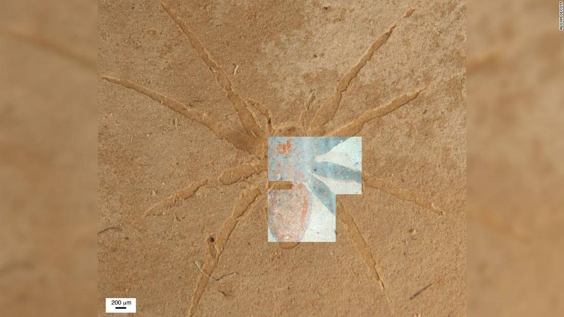 220421103200-01-spider-fossil-preservation-scn-super-169.jpg