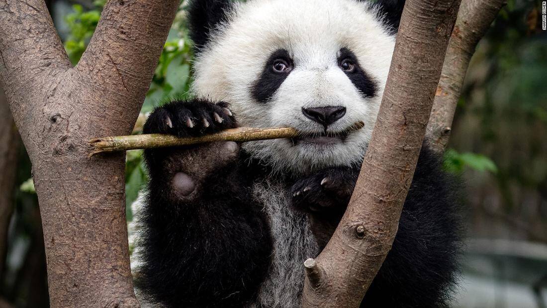 220629162958-04-ancient-panda-bamboo-thumb-super-169.jpg