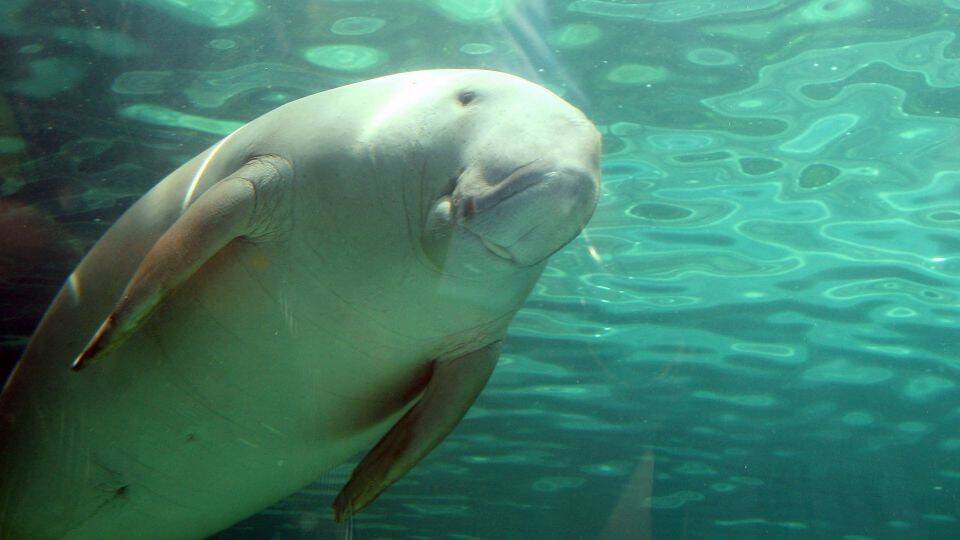 221019122244-abu-dhabi-dugongs-gettyimages-84086491.jpg