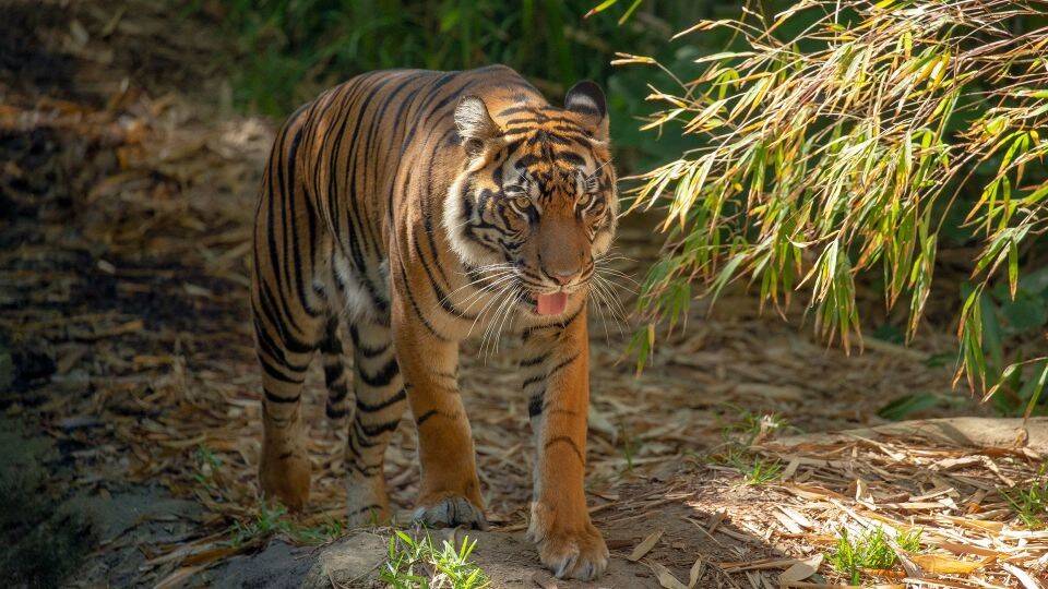 221201125814-01-sumatran-tiger.jpg