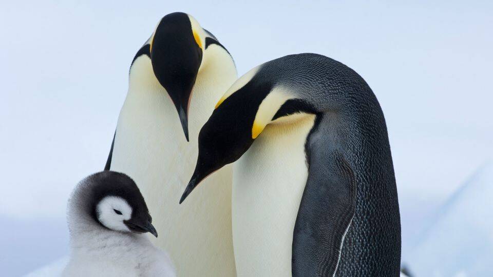 221221133705-01-antarctica-penguin-climate-restricted.jpg