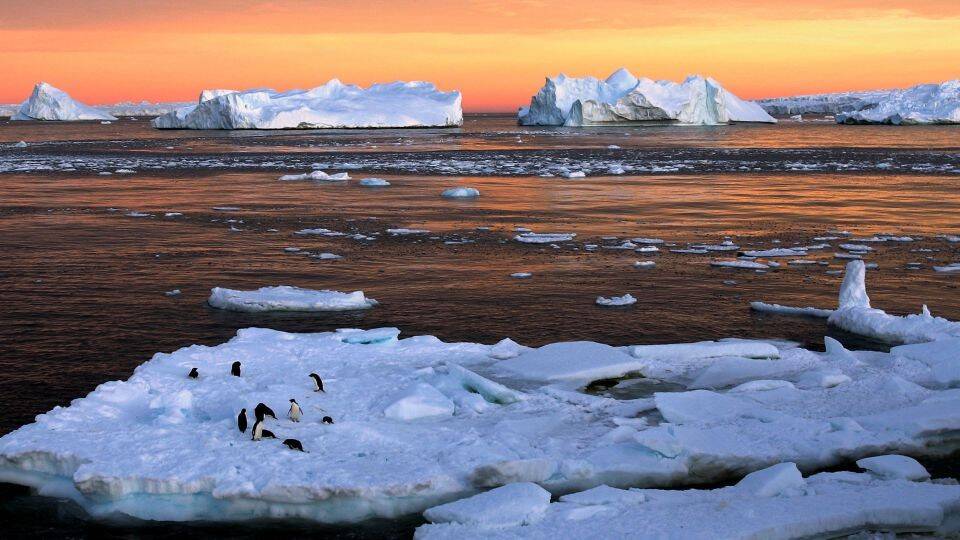 221221133907-02-antarctica-penguin-climate.jpg