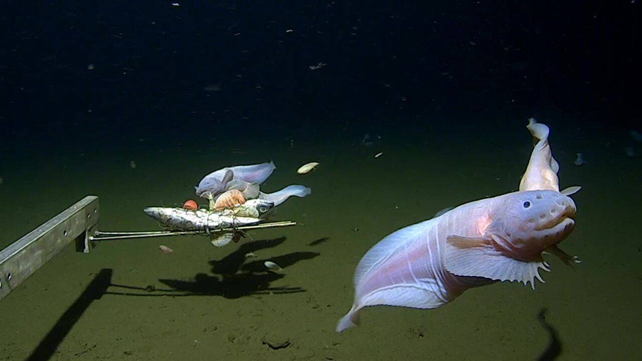 230403124356-01-snailfish.jpg