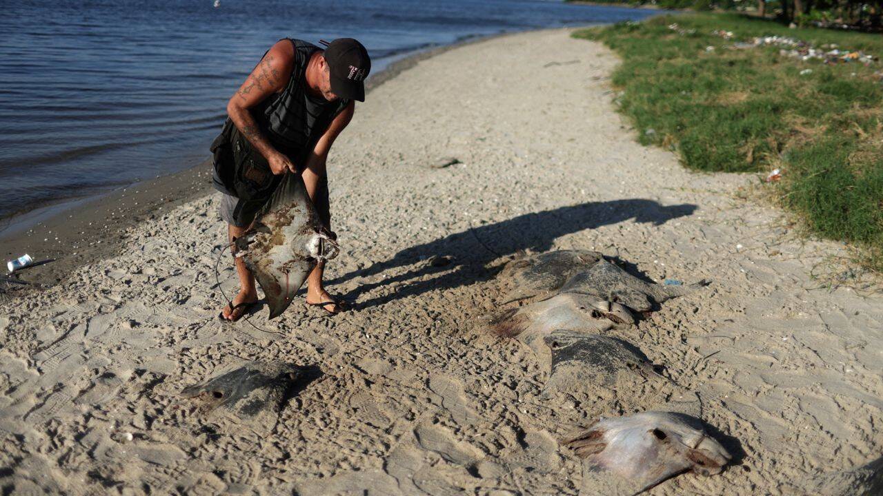 230412121700-brazil-beach-dead-stingrays-041123-1.jpg