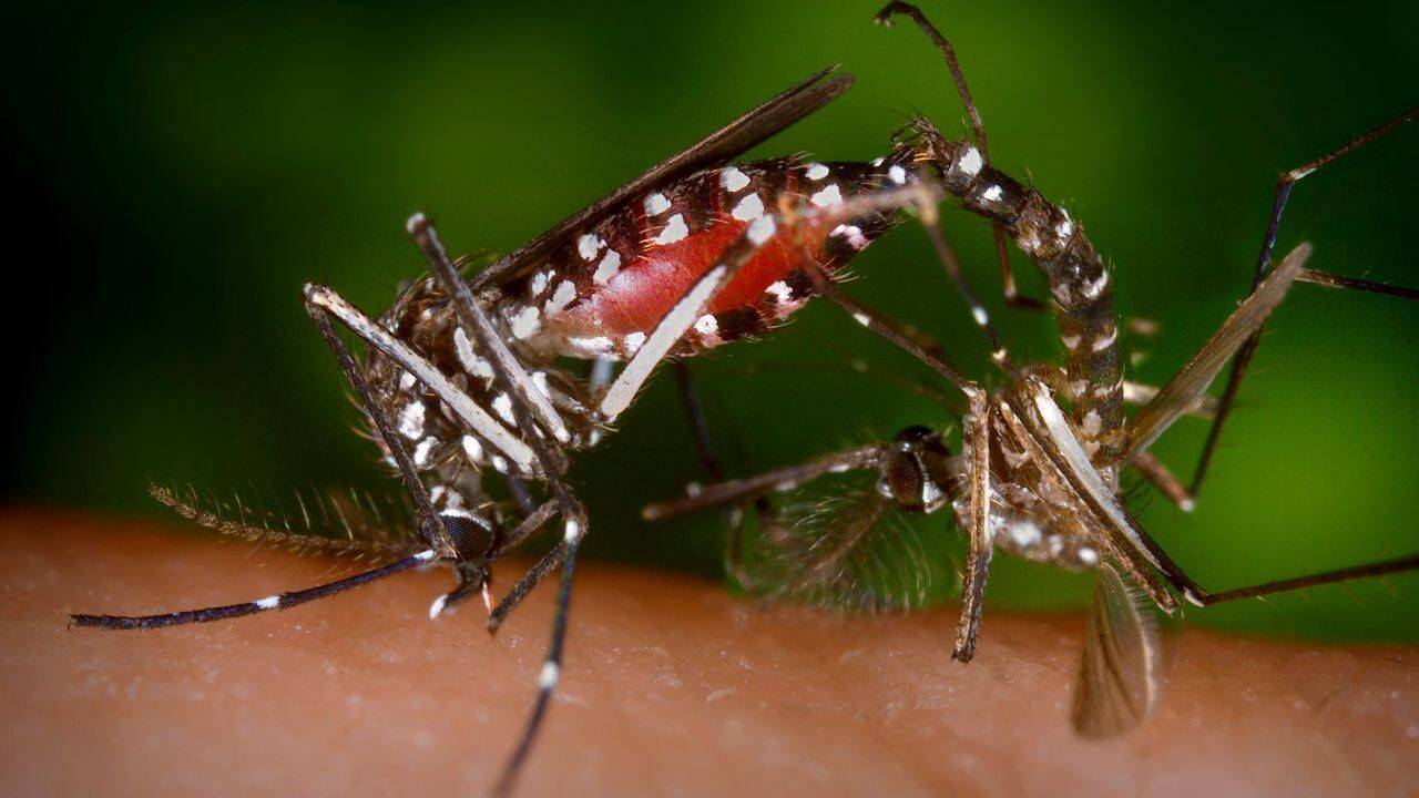 230627172504-03-mosquito-borne-diseases-dengue-malaria-climate.jpg