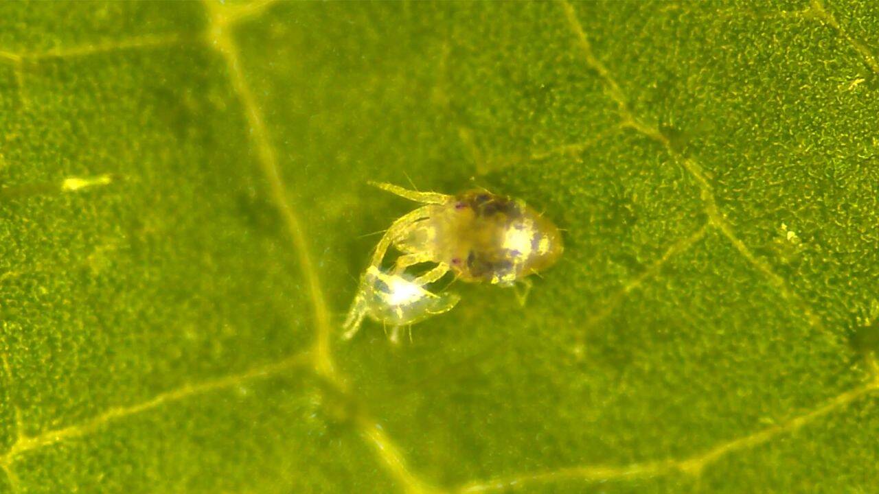 230707111310-02-spider-mite-males-undress-females.jpg