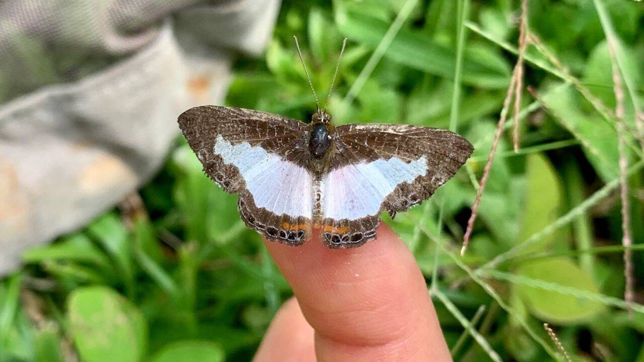 230718121545-01-butterflies-lycaenidae-climate-change.jpg