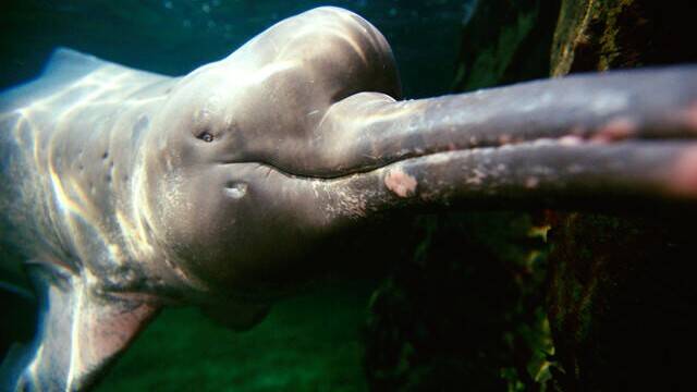 5lm3mawubh_Amazon_River_Dolphin_7.25.2012_Circle_and_Hero_XL_257657-1.jpg