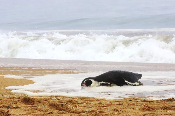 [vía @futuro_360] Científicos alertan por la evolución del virus H9N2: la gripe aviar leve que podría adaptarse al ser humano