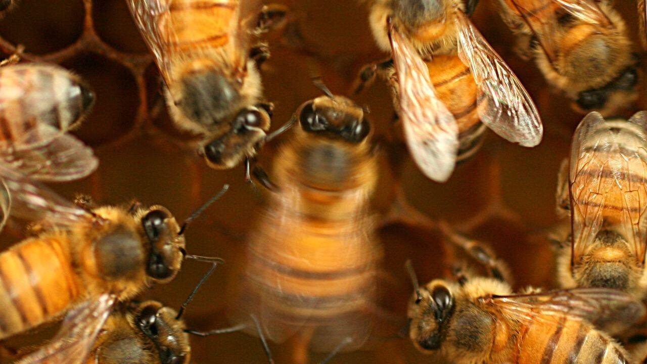 abejas.jpeg