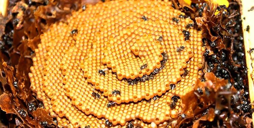 Abejas-limpias-3.jpg