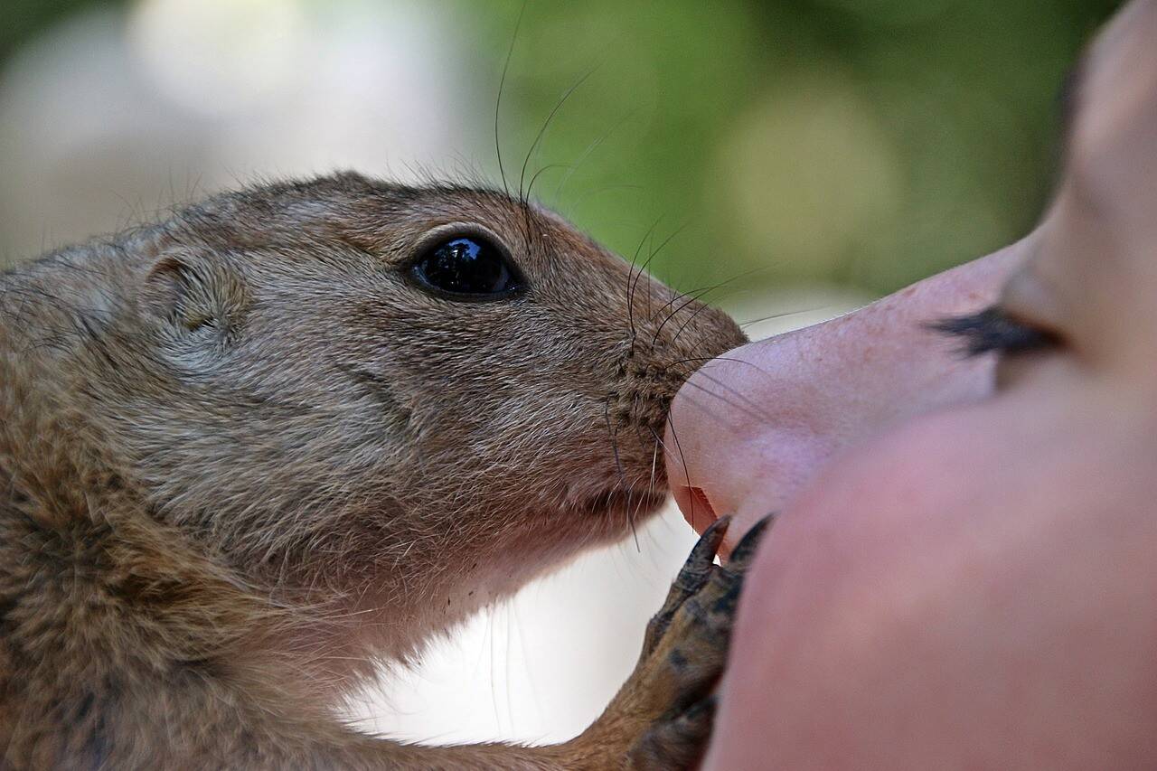 african-bush-squirrel-g01cd74c50_1280.jpg