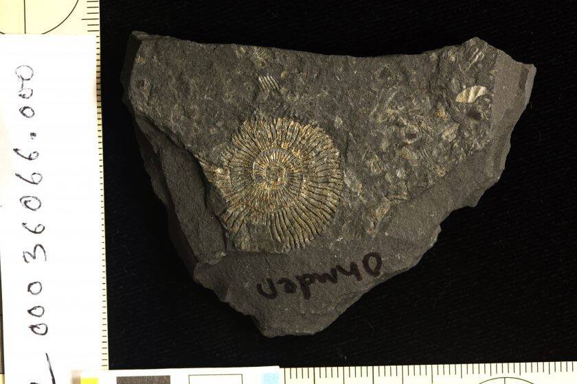 Ammonite-specimen-from-the-Ohmden-quarry-Posidonia-Shale-Lagerstatte.-Photo-Credits_-Sinjini-Sinha-840x560.jpg