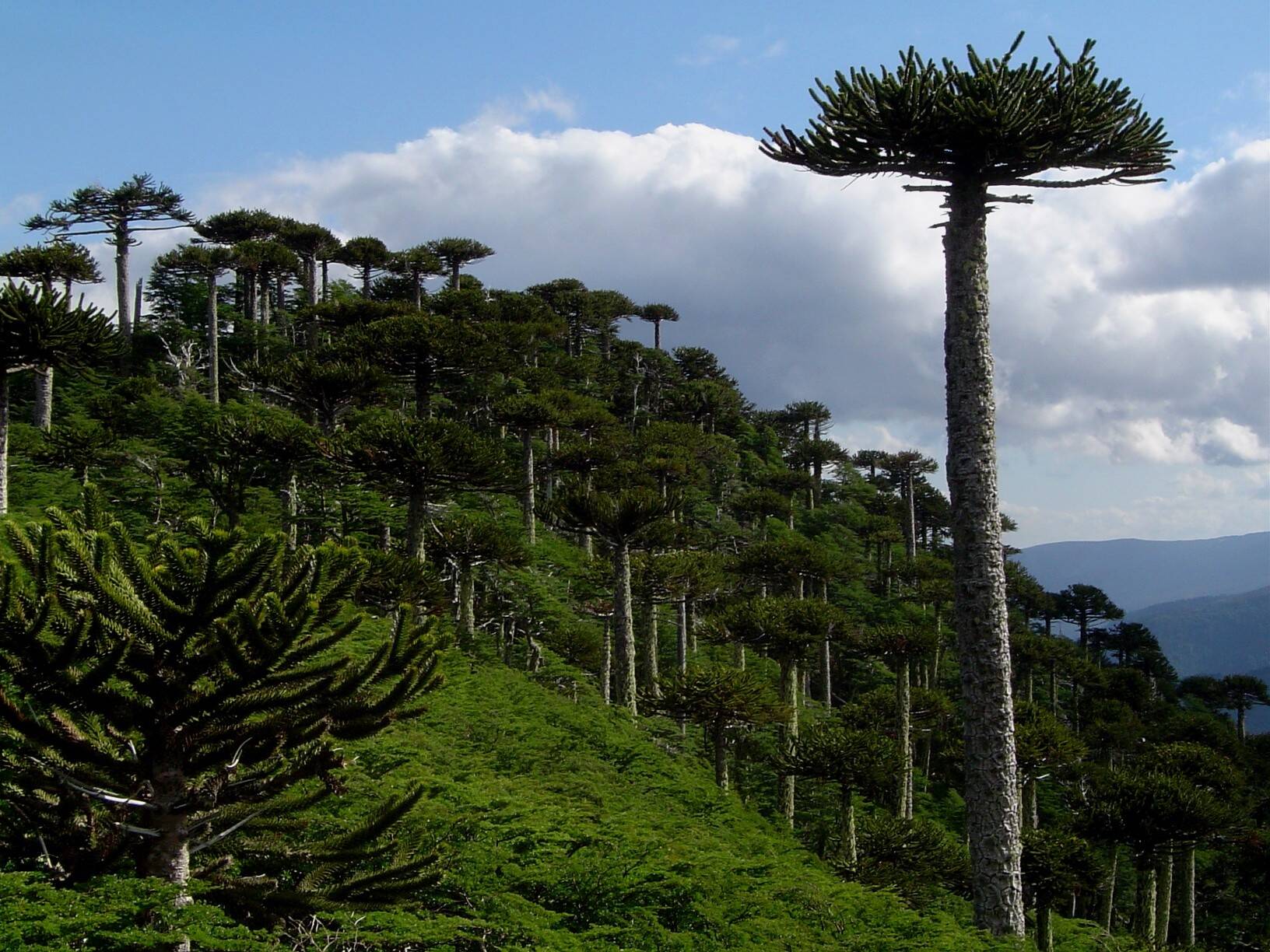 Araucaria_Congullio_AB-Imagen-Tomás-Ibarra.jpg