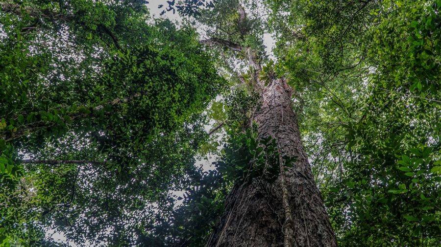 arbol-amazonas-brasil-07102022-1432949-1.jpg