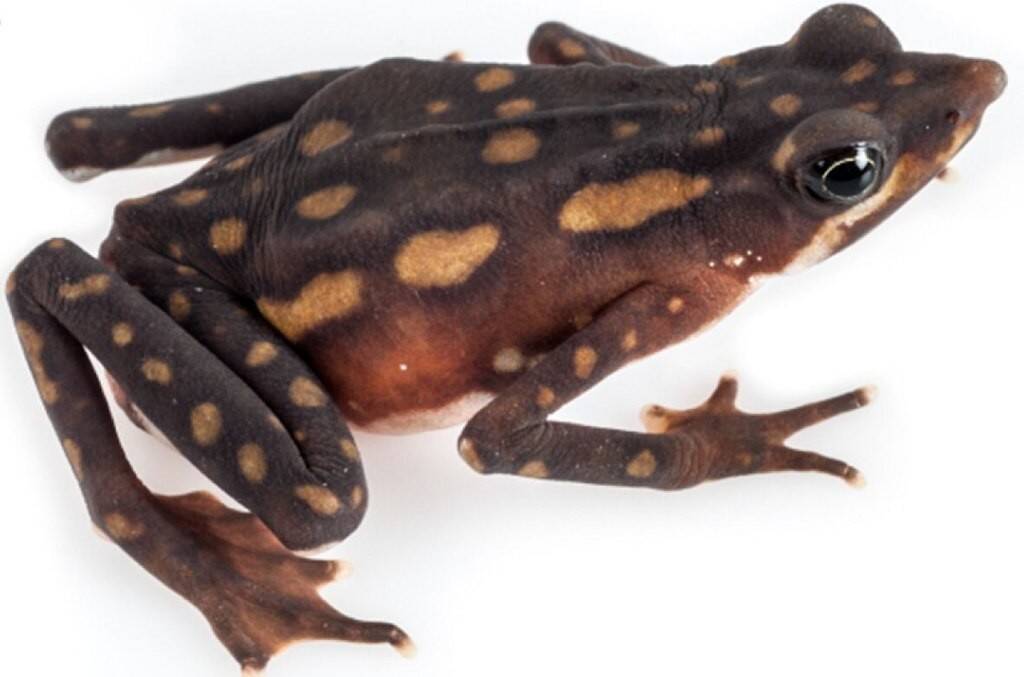 Atelopus_longirostris_female.jpg