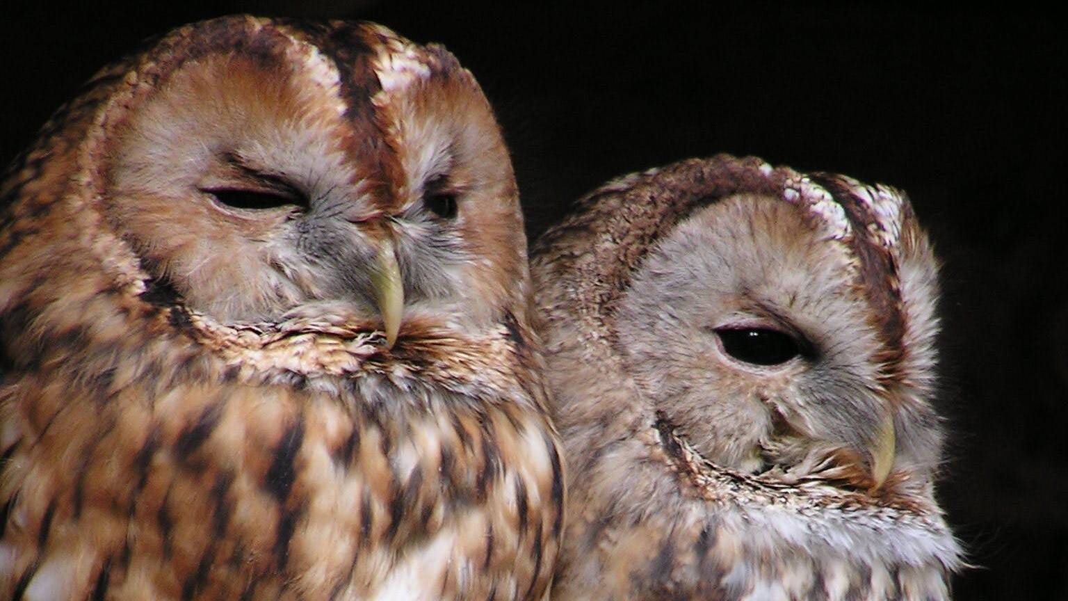 aves-afectadas-por-la-contaminación-lumínica.jpg