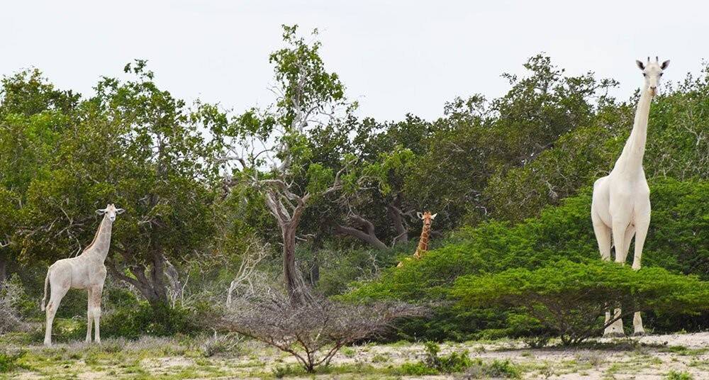 Avistan-a-una-jirafa-blanca-con-su-cría-en-Kenia.jpg
